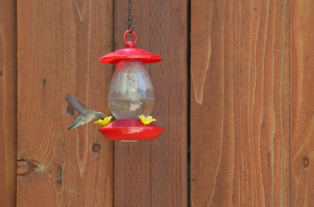 bird feeder