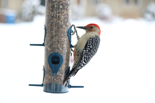 bird feeder