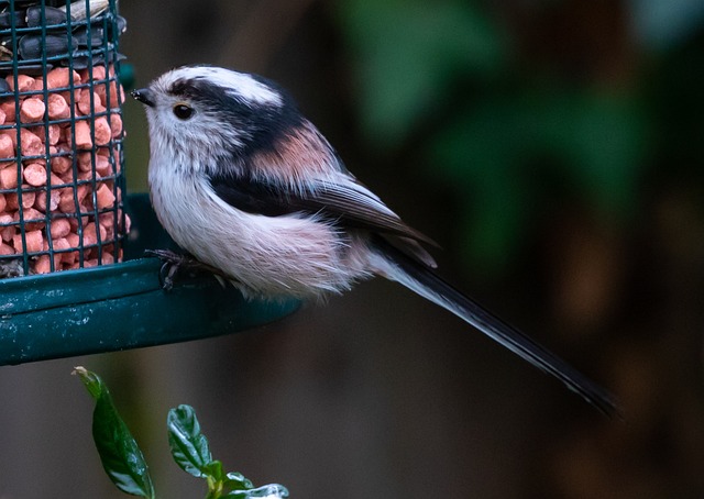 bird feeder