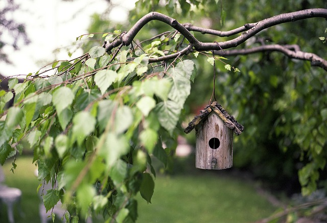 bird feeder