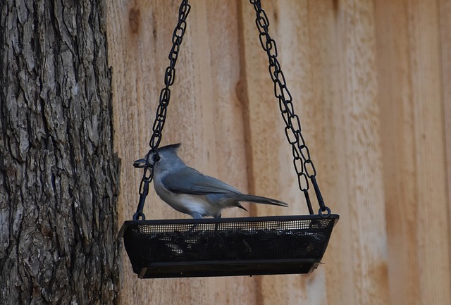 bird feeder