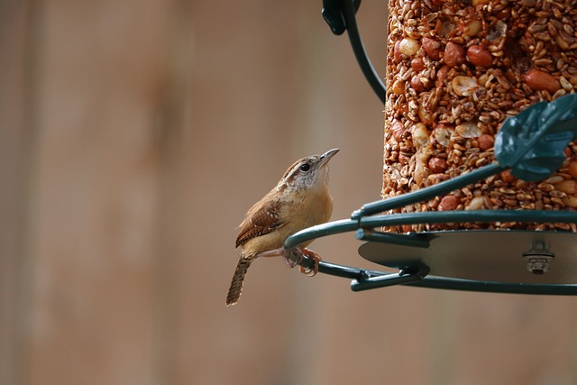 🐦 Enrich Your Garden’s Chorus with Sunflower Hearts – Fat Balls Quality at Bradford Prices!