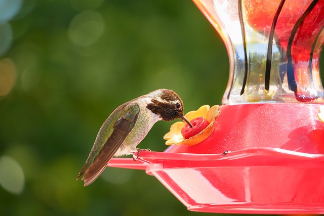 bird feeder