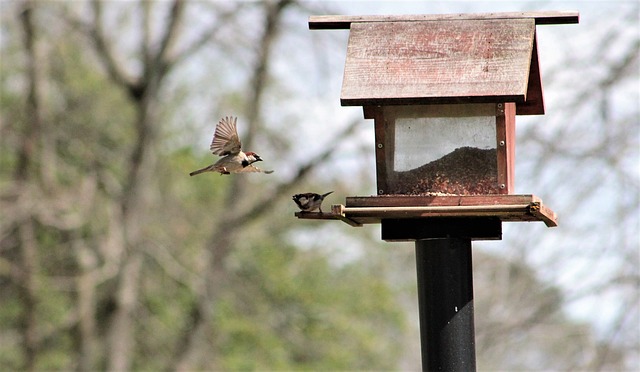 bird feeder