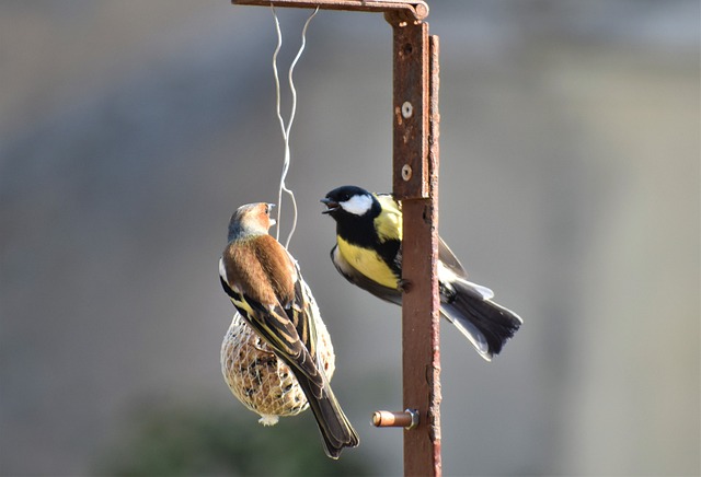 Attract More Bird Species in Birmingham with High-Energy Fat Balls – Save on Multi-Packs!