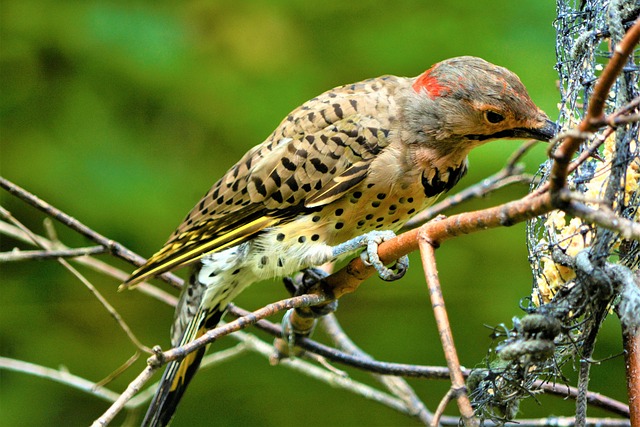 🌳 Attract Small Birds to Your Garden with Premium Fat Balls in Leeds – Save on Natural Beauty!