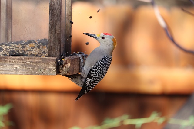 🐦 Enhance Your Garden’s Melody – Save Space & Attract a Diverse Flock with Guardian Bird Feeders Bradford at an Unbeatable Price!