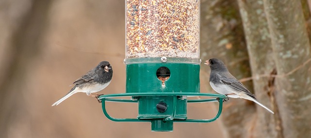 bird feeder