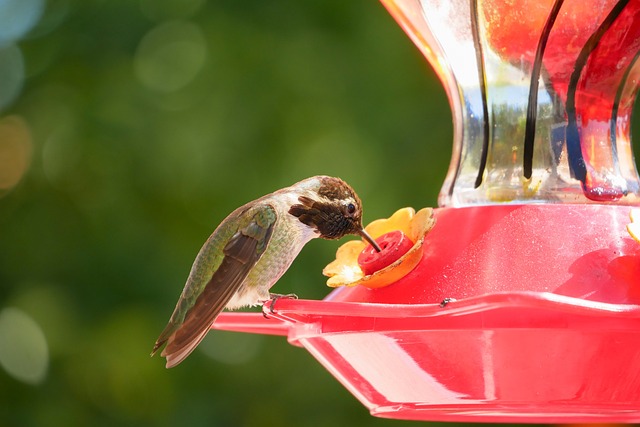 🌳 Save on Bulk Wild Bird Seed with Premier Guardian Feeders in Bradford! 🐦🌞