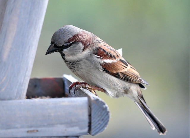 bird feeder