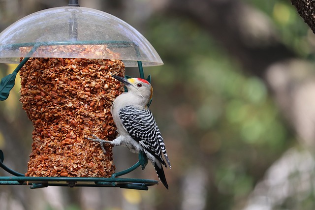 bird feeder