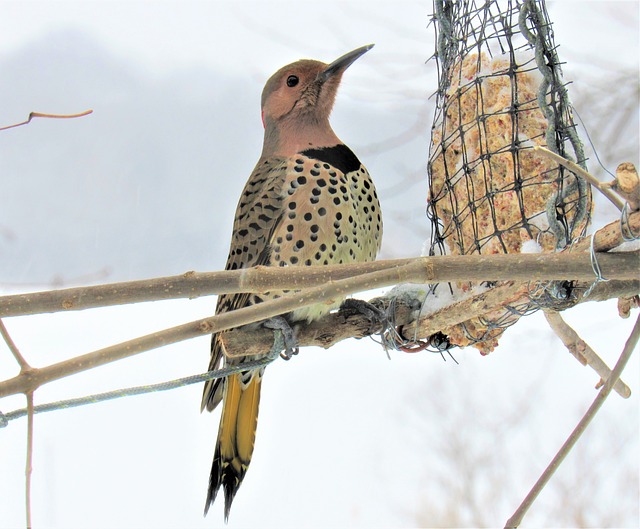 bird feeder