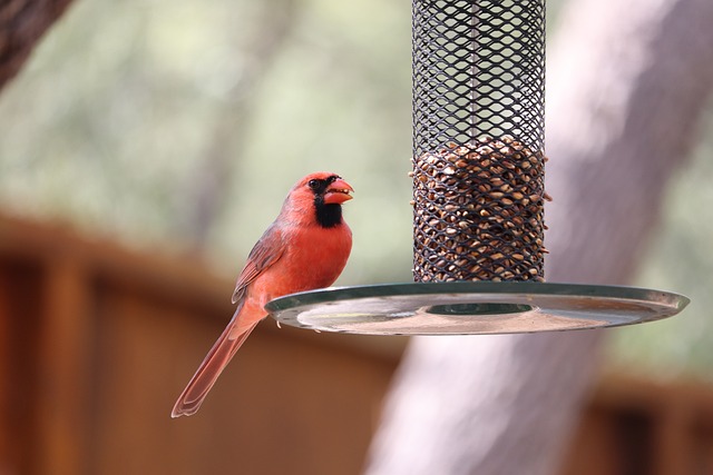 bird feeder