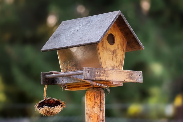 bird feeder