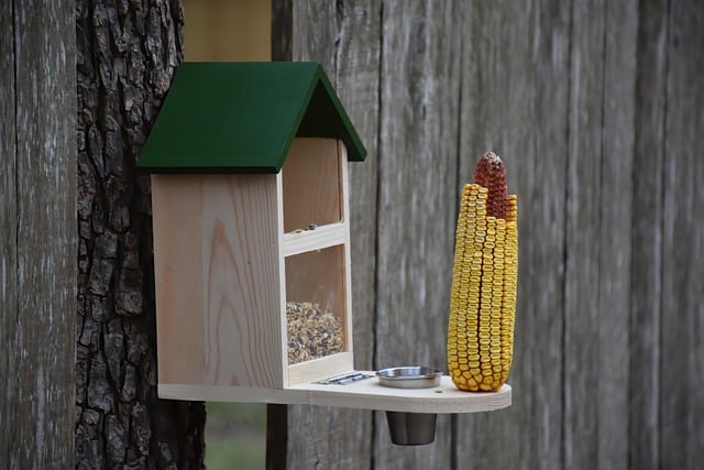 Elevate Bird Feeding with Eco-Peanuts: Better for Birds, Better for Your Wallet!