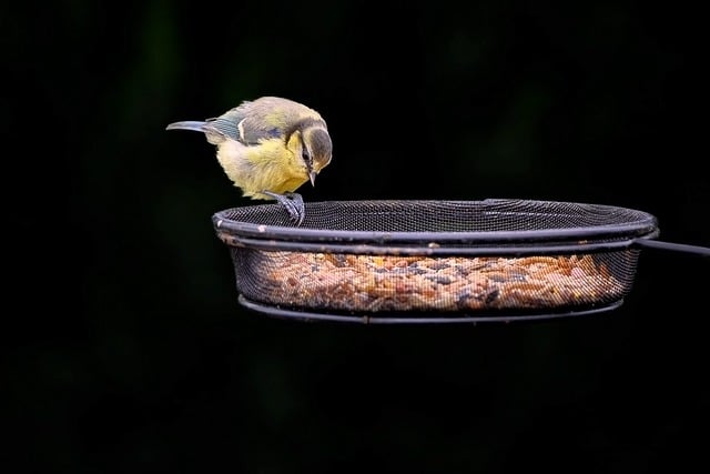 bird feeder