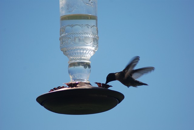 bird feeder