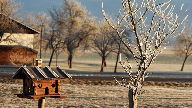bird feeder