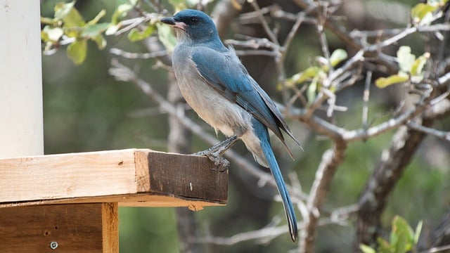 Nurture Nature in Bulk: Premium Seed Mix at Guardian Bird Feeders, Birmingham – Save Big on Wildlife Feeding!