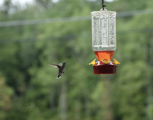 bird feeder
