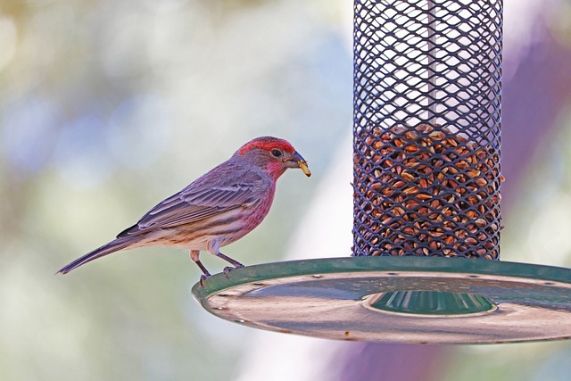 bird feeder