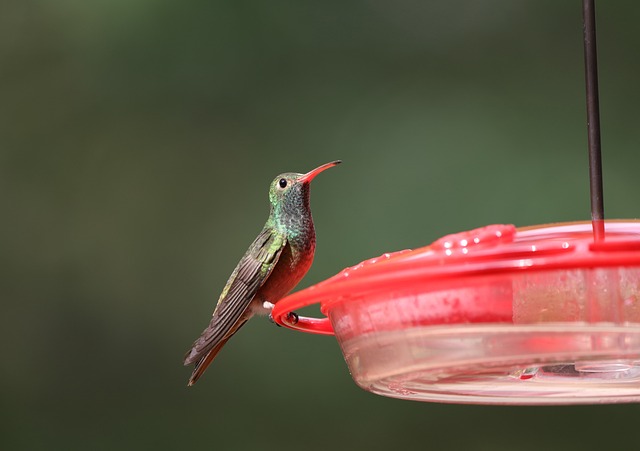 bird feeder