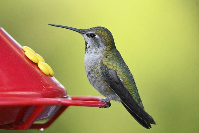 bird feeder