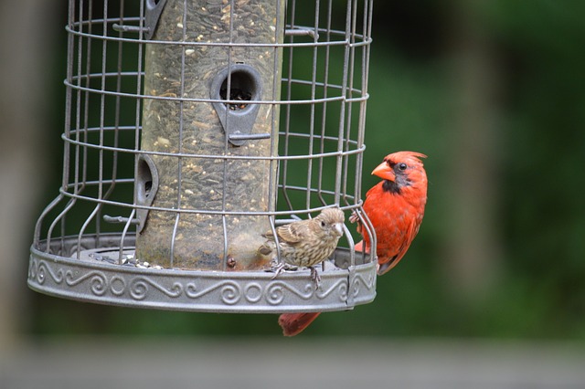 bird feeder