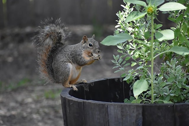 🐦 Enhance Your London Garden’s Song with Peanuts – Premium Feeders at a Steal!