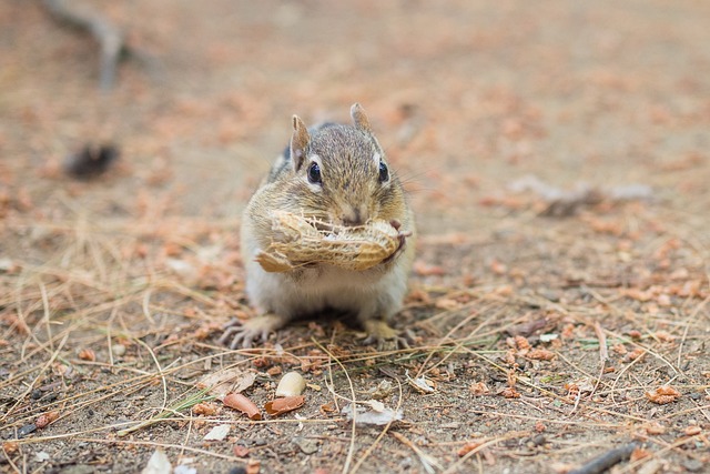 peanuts