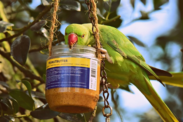 Attract More Birds with Liverpool’s Premium Peanut Feeders – Free Trial Included!