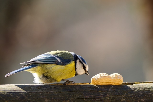 Attract & Nourish Liverpool’s Birds with Calcium-Rich Sunflower Seeds – Save on Peanuts!