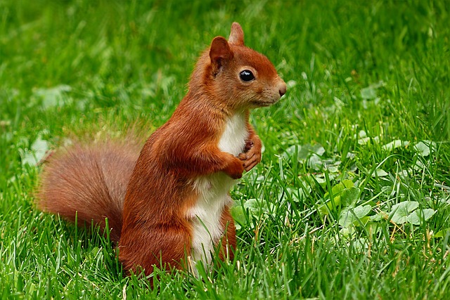 squirrel