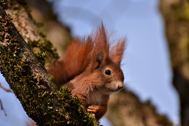 squirrel