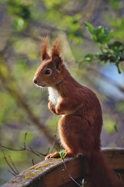 🐿 Save Big on Eco-Friendly Squirrel-Proof Peanuts for Birmingham’s Birds!