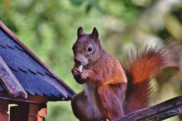 Attract & Enjoy More Birds with Squirrel-Proof Bradford Mealworms – Save on Feeder Replacements!