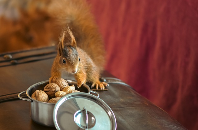 squirrel