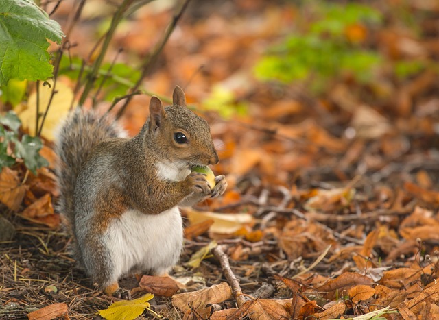 🐦 Enjoy Abundant Birdwatching: Eco-Savvy Bulk Seed + Squirrel-Proof Feeders in Cardiff!