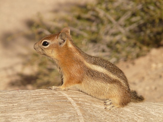 squirrel