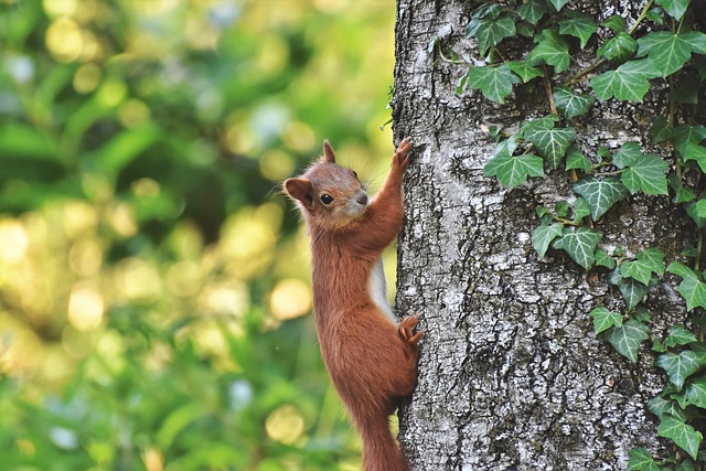 squirrel-640x480-4173531.jpeg