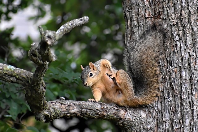 squirrel