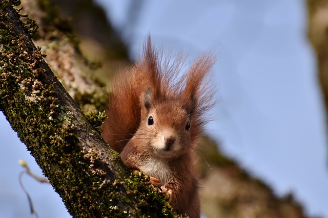 squirrel
