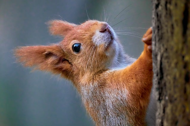 🐭 Enjoy Clear Skies with Liverpool’s Squirrel-Proof Bird Feeders – Save on Seed Today!