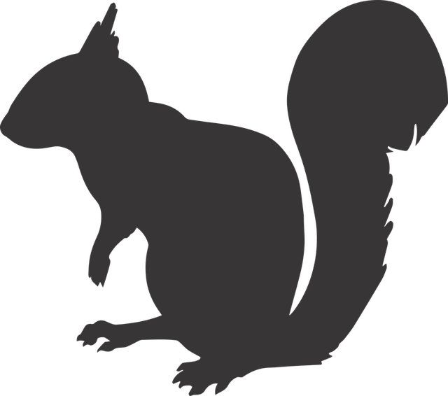 squirrel
