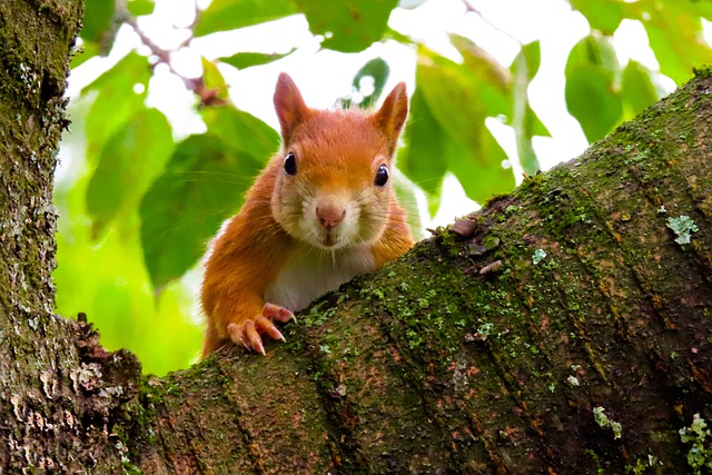 🐿 Secure Your Garden’s Song with Premium Squirrel-Proof Bird Feeders in Manchester – Save on Bird Seeds Long-Term!