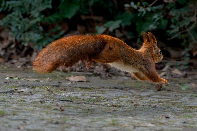 🐿️ Save on Bulk Squirrel-Proof Peanuts for Liverpool’s Birds – Keep Feeders Full, Squirrels Out!