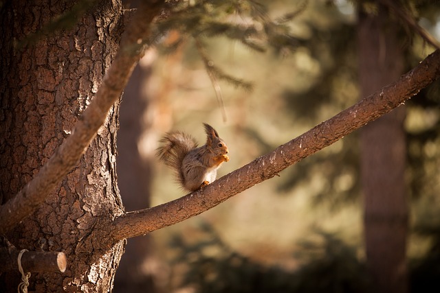 squirrel