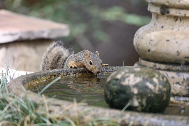 squirrel