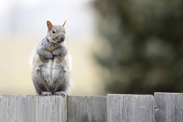 🐦 Eco-Friendly, Squirrel-Proof Bird Feeders + Dried Mealworms: Transform Your Cardiff Garden! Save Money & Boost Wildlife.