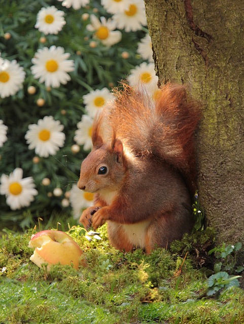 🐦 Save on Replacing Bird Feed Yearly with Squirrel-Proof Fat Balls by Bradford!